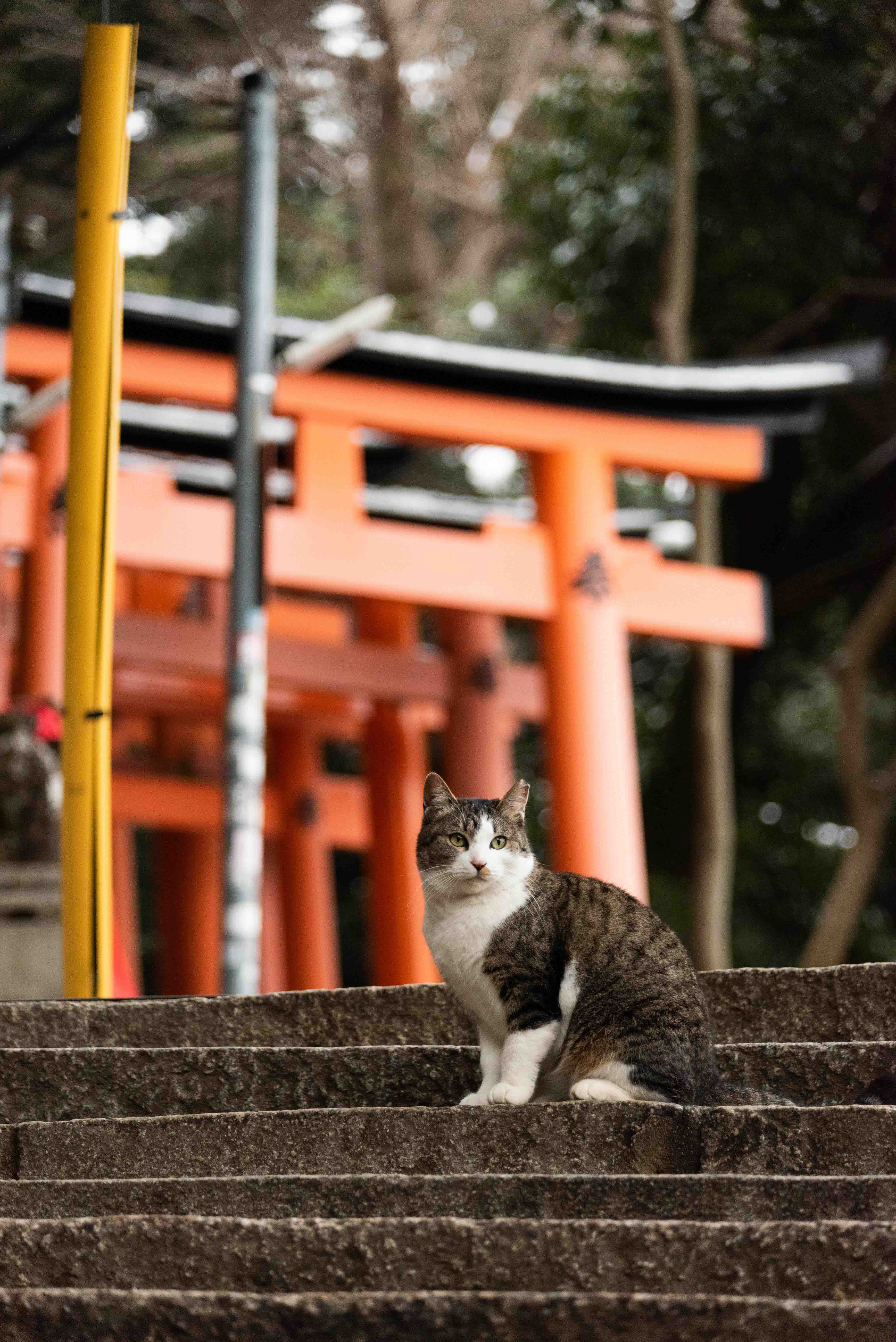 Small torii gate hanging on tree in snow